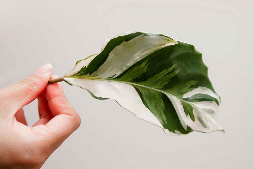 variegated calathea, calathea white fusion plant, calathea, how to grow and care for calathea white fusion, tropical plants, indoor plants, house plants