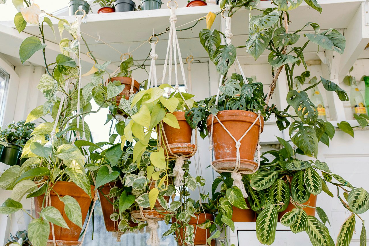 hanging plants, tropical plants, hanging tropical plants, indoors, houseplants, calathea, mini monstera, collection of hanging plants, low light plants, basket plants