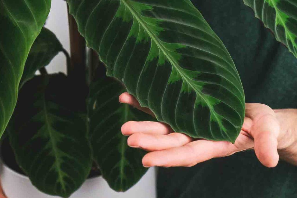 how to grow and care for calathea warscewiczii, calathea plamnt, ungle velvet plant, green and purple leaves, calathea guide, tropical plants, indoors and outdoors, bes tropical plant for inside