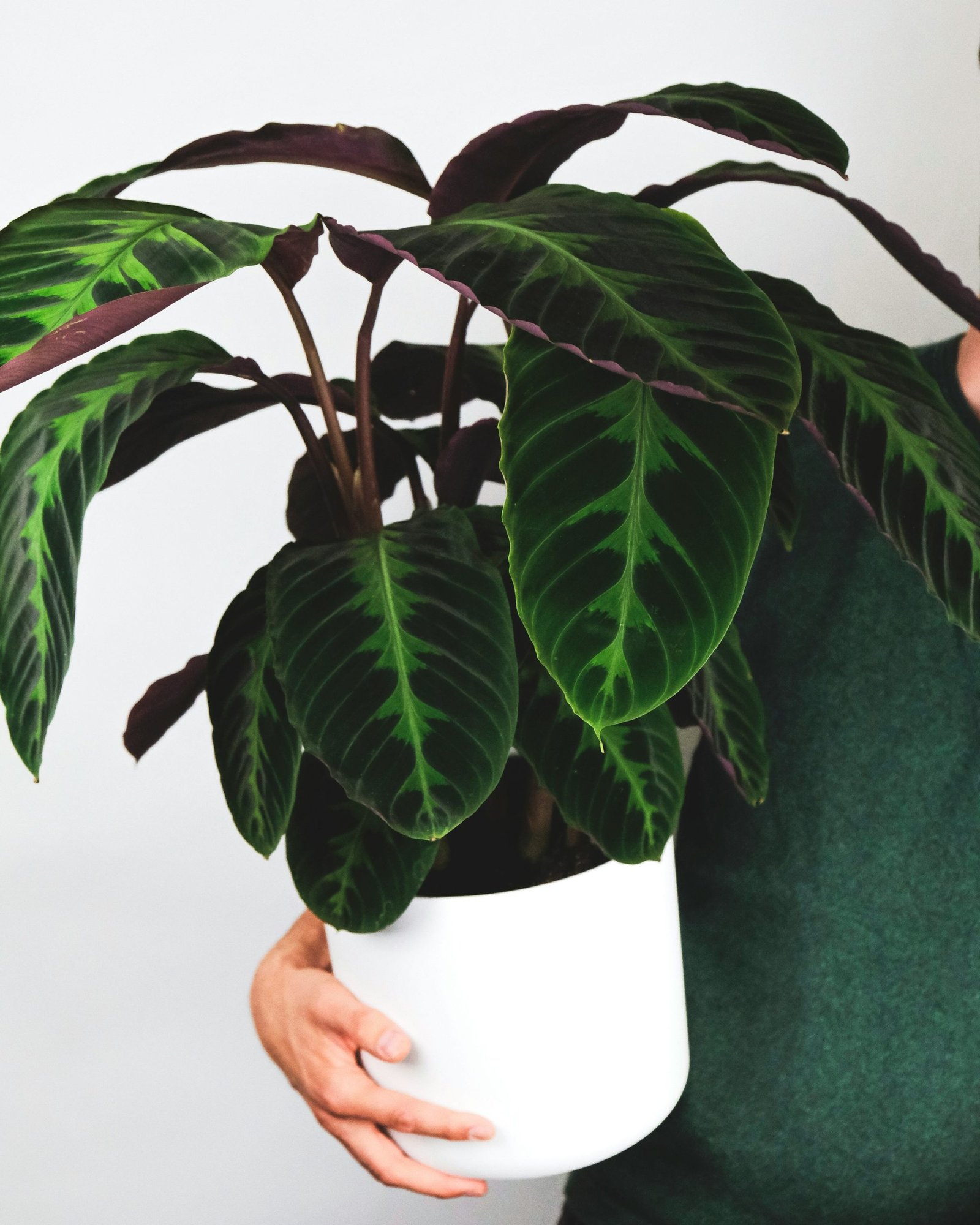 dracena kaufen Großer Drachenbaum 🐉 | Dracaena fragrans main image 0