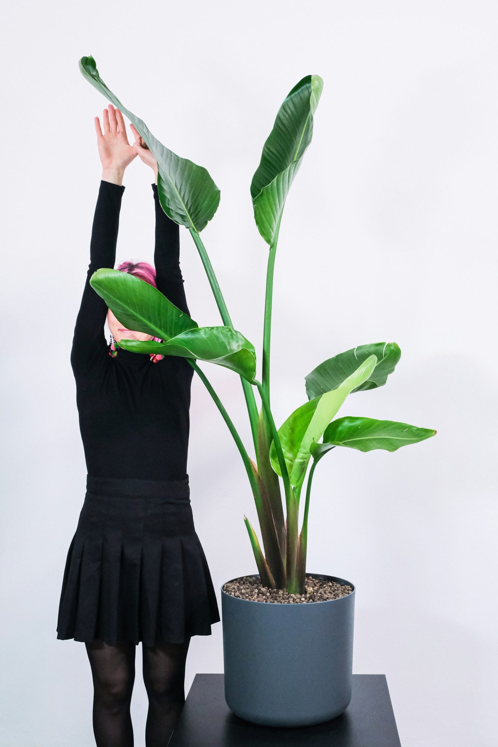 How to Grow and Care for Strelitzia Nicolai - The Tropic Garden