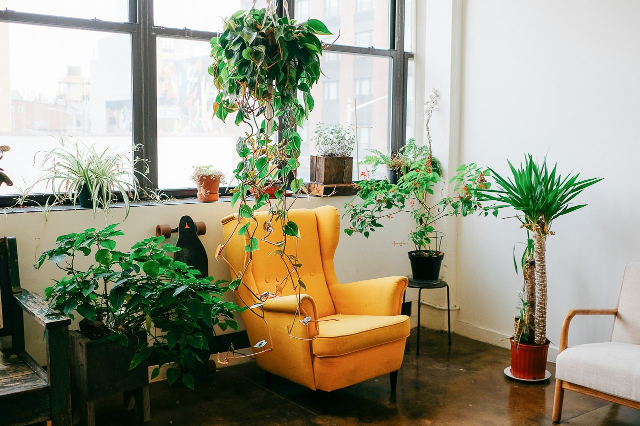 the tropic garden, tropical plants, indoor plants, hanging plants, flowering plants, green plants with white walls, low light plants, trailing plants