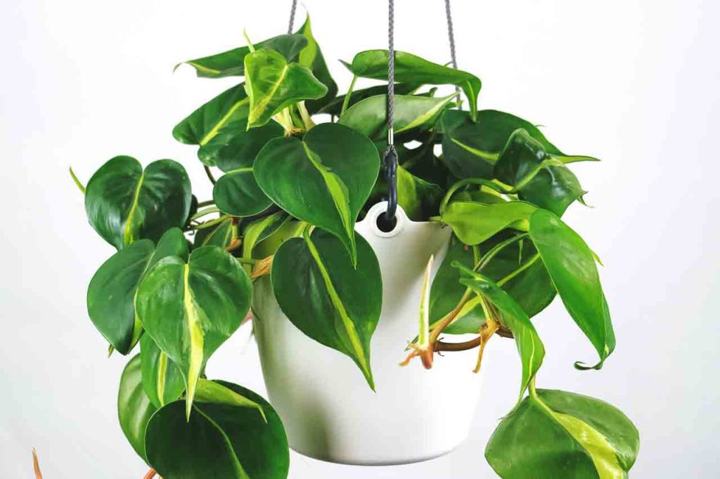 heartleaf philodendron, philodendron hederaceum brasil, philodendron brasil, low light plant, easy maintenance hanging plant, climbing plant, trailing plant, cascading plant, tropical plant