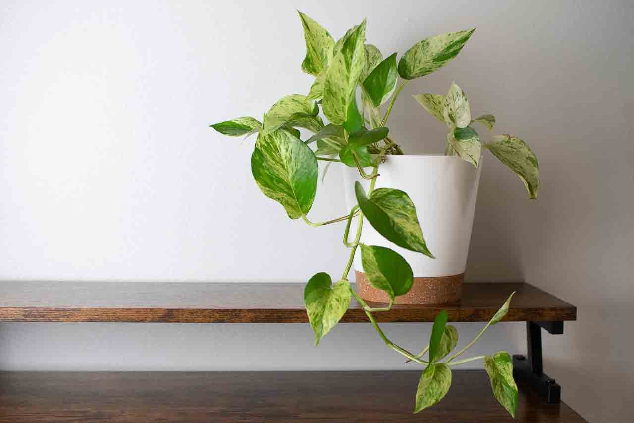 5 tier plant stand indoor 5 Tier Bamboo Plant Rack SLPLTRK72 main image 1