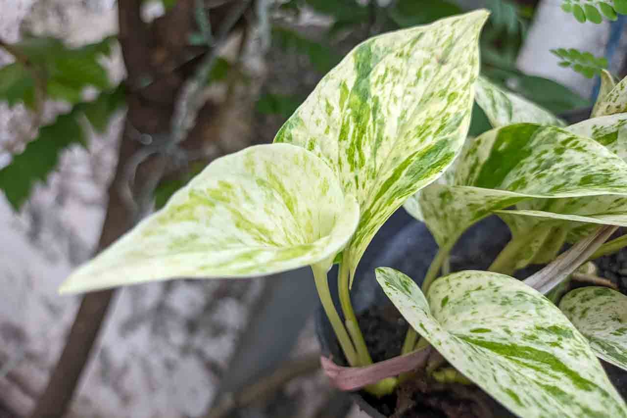 large snake plant for sale 10 Inch Snake Plant Sansevieria Laurentii - Live Air Purifying Houseplant main image 1